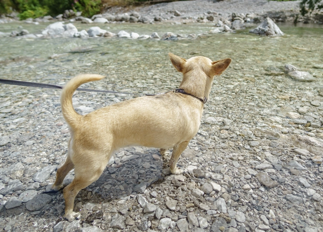 Sommerurlaub mit Hund in den Bergen